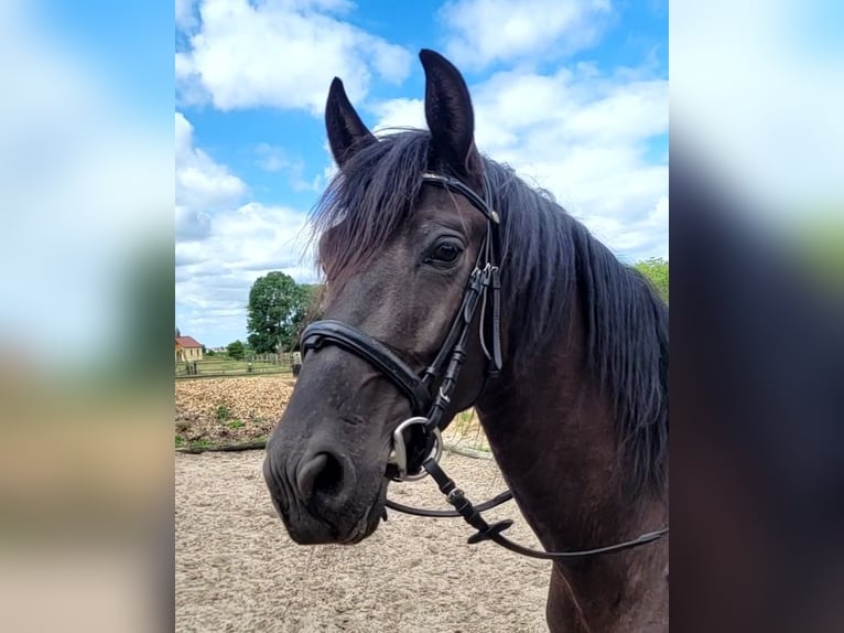 PRE Croisé Hongre 5 Ans 157 cm Bai brun in Karlshuld