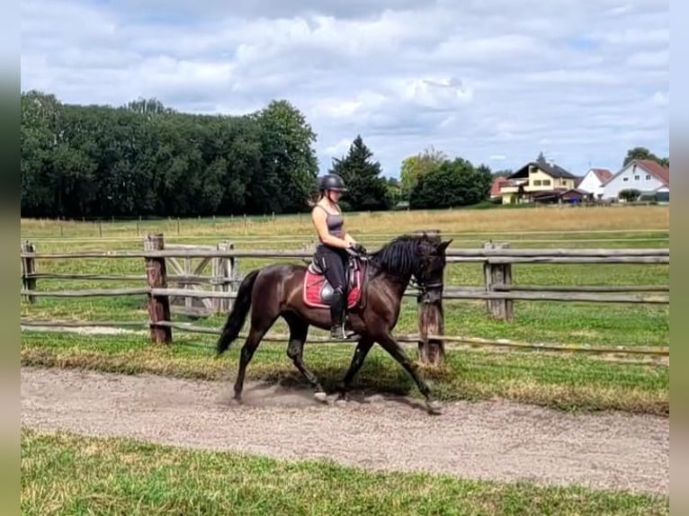PRE Croisé Hongre 5 Ans 157 cm Bai brun in Karlshuld