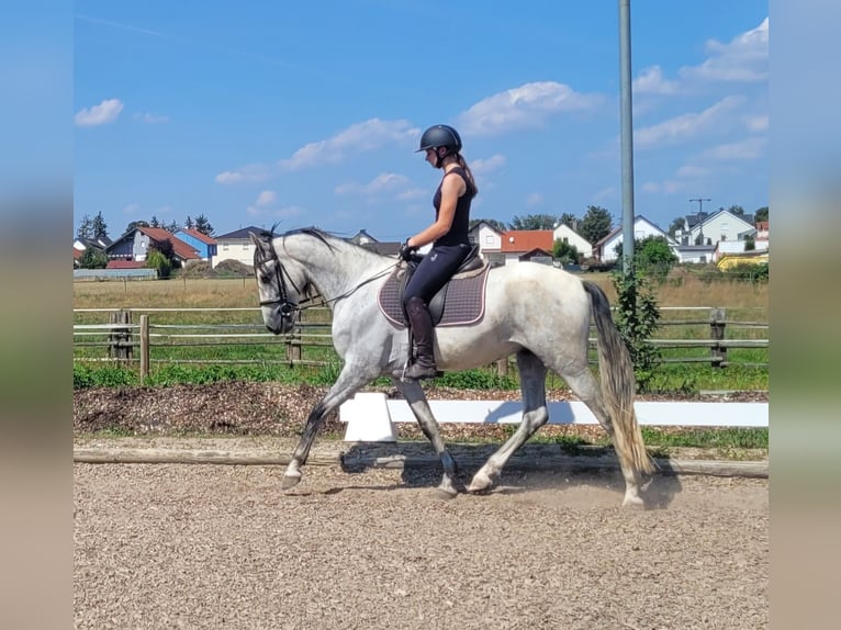 PRE Croisé Hongre 5 Ans 157 cm Gris in Karlshuld