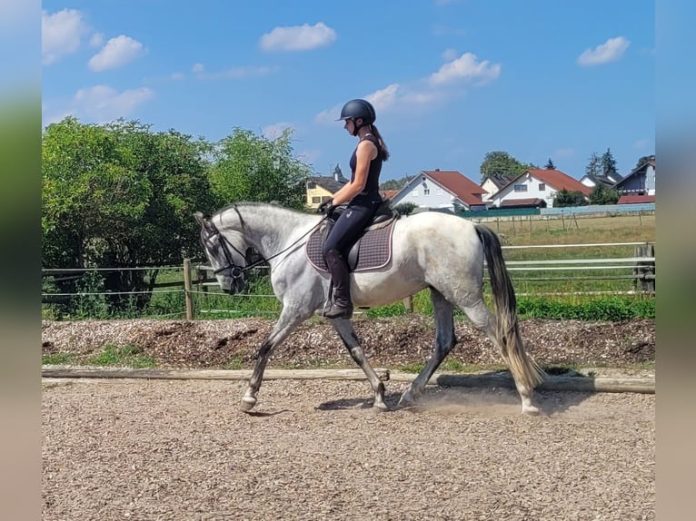 PRE Croisé Hongre 5 Ans 157 cm Gris in Karlshuld
