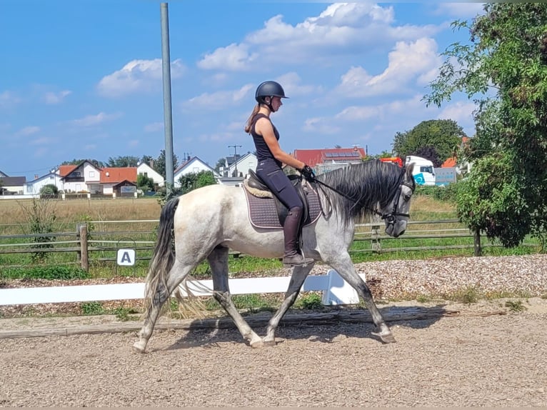 PRE Croisé Hongre 5 Ans 157 cm Gris in Karlshuld