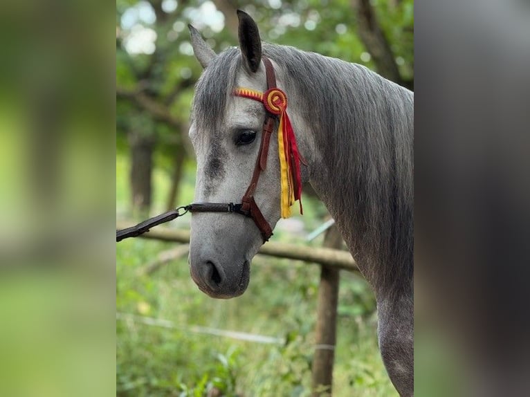 PRE Croisé Hongre 5 Ans 157 cm Gris pommelé in Mayerling