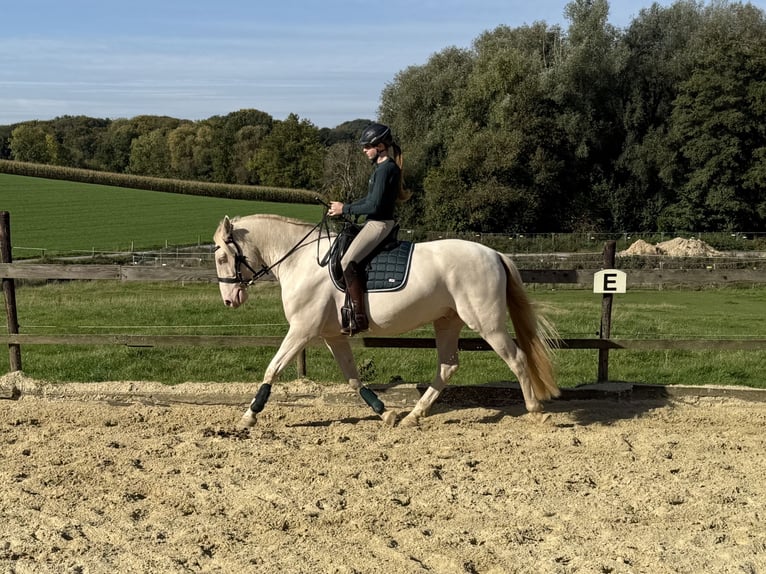 PRE Hongre 5 Ans 158 cm Cremello in Heiligenhaus