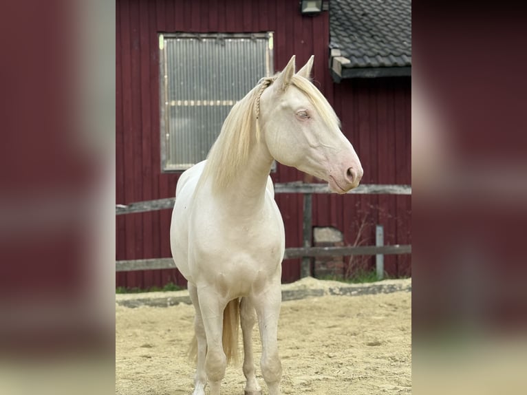 PRE Hongre 5 Ans 158 cm Cremello in Heiligenhaus