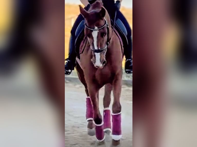 PRE Croisé Hongre 5 Ans 159 cm Alezan in Sevilla