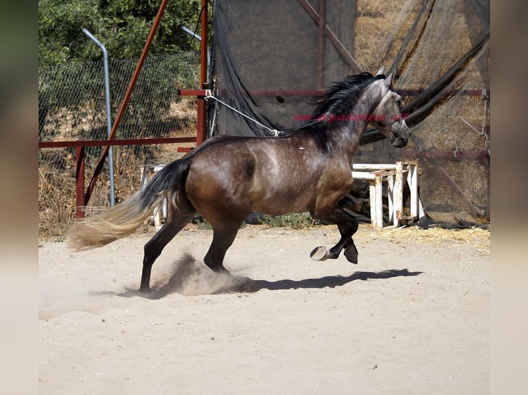 PRE Hongre 5 Ans 159 cm Gris in Pruna