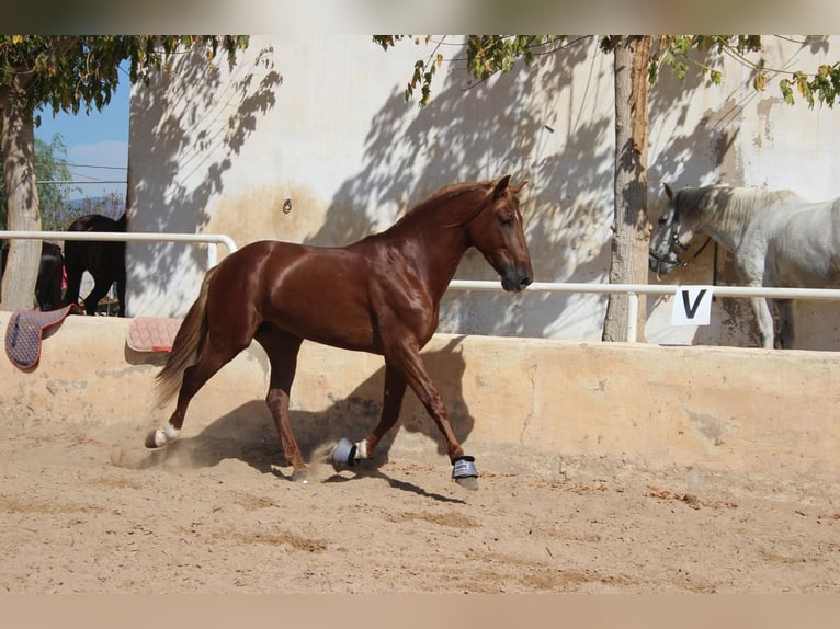 PRE Hongre 5 Ans 160 cm Alezan in Castellón