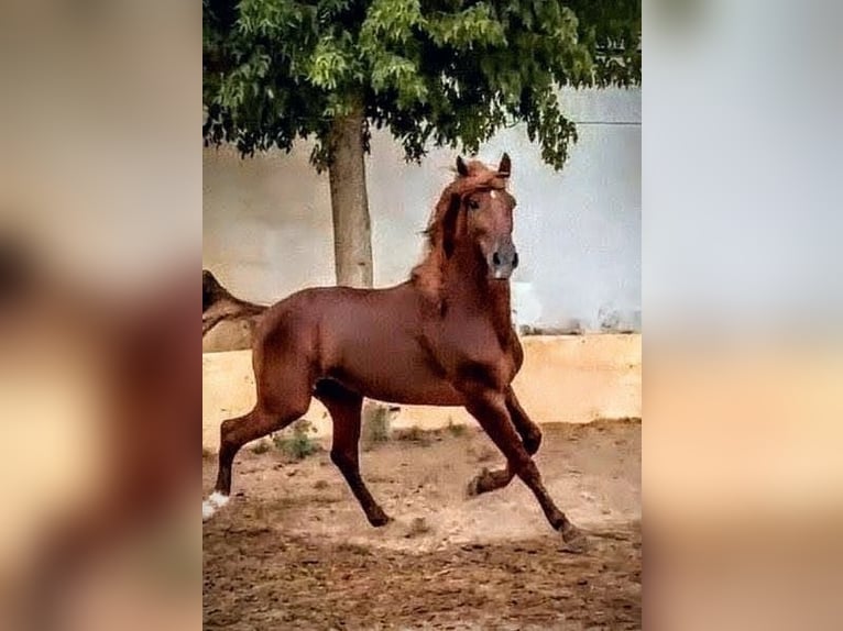 PRE Croisé Hongre 5 Ans 160 cm Alezan in Valencia