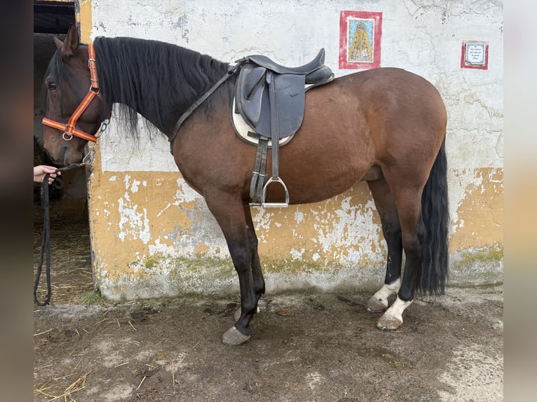 PRE Hongre 5 Ans 160 cm Bai in Avila