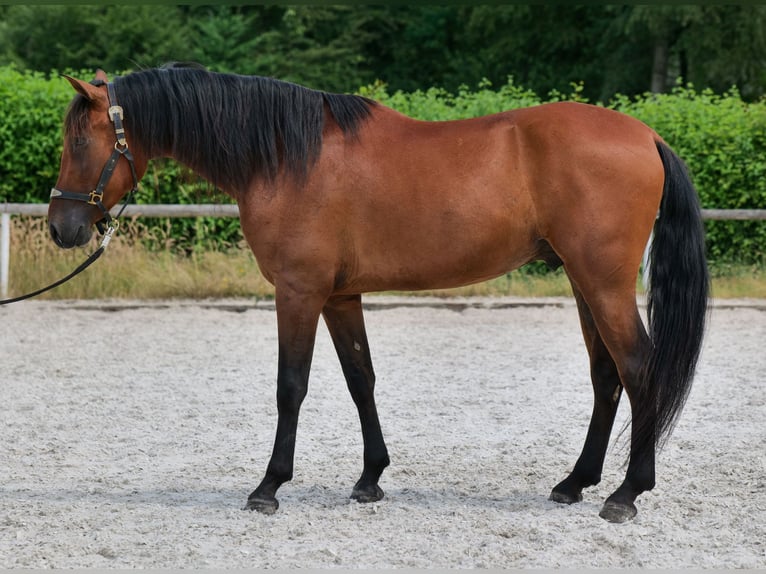 PRE Croisé Hongre 5 Ans 160 cm Bai in Neustadt (Wied)
