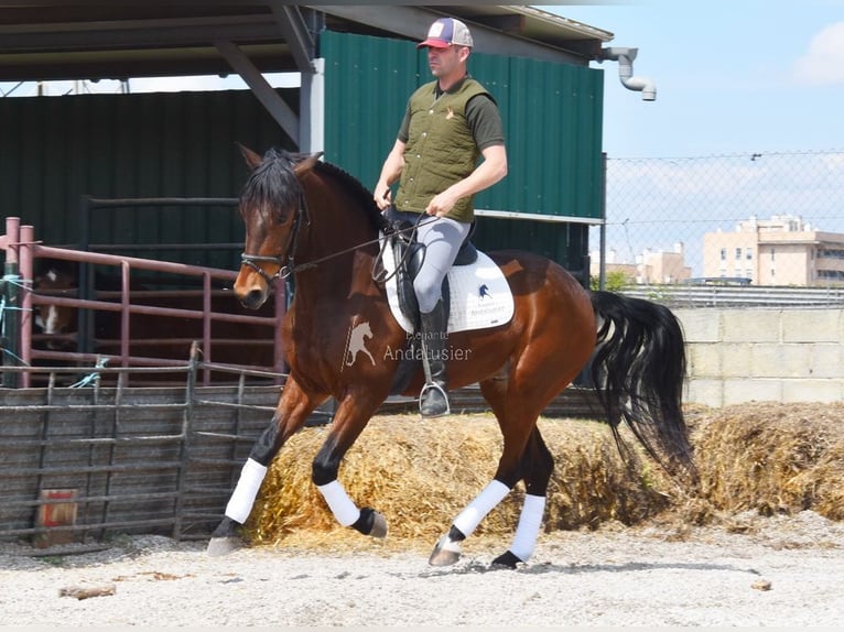 PRE Hongre 5 Ans 160 cm Bai in Provinz Granada