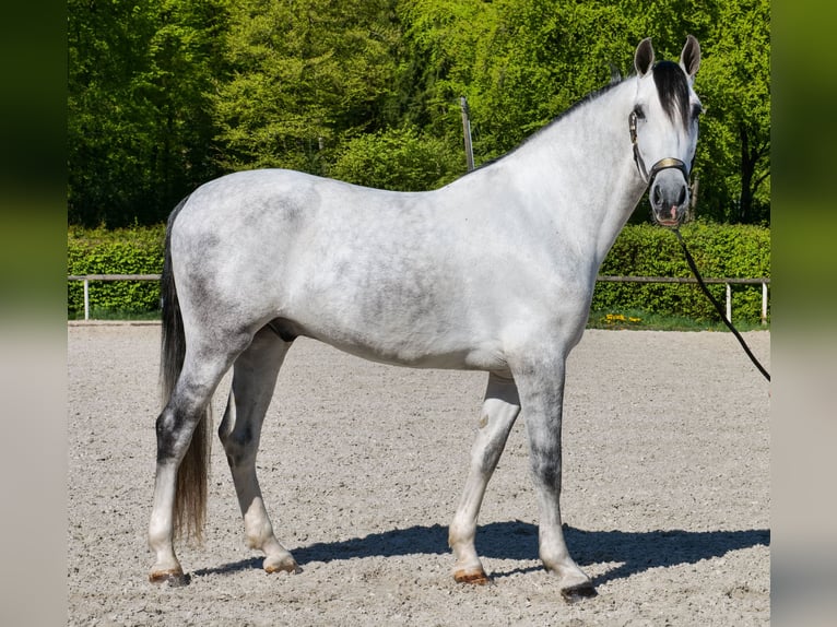 PRE Croisé Hongre 5 Ans 160 cm Gris in Neustadt (Wied)