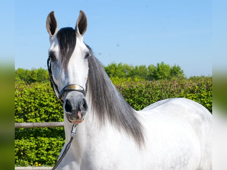 PRE Croisé Hongre 5 Ans 160 cm Gris in Neustadt (Wied)