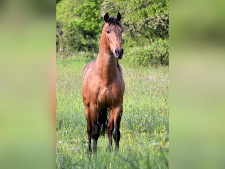 PRE Hongre 5 Ans 160 cm Isabelle in Stadthagen