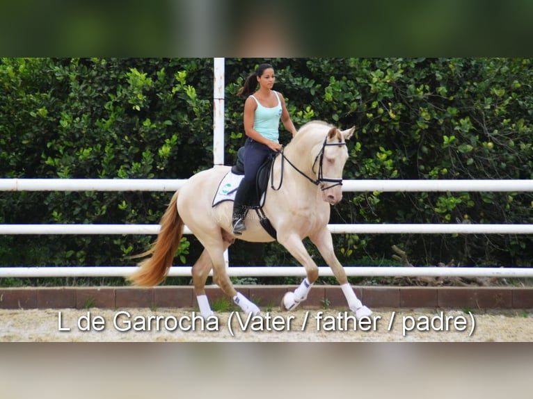PRE Hongre 5 Ans 160 cm Noir in Provinz Malaga