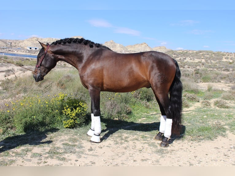 PRE Croisé Hongre 5 Ans 161 cm Bai brun in Niederkr&#xFC;chten