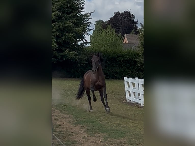 PRE Croisé Hongre 5 Ans 161 cm Bai brun in Niederkr&#xFC;chten
