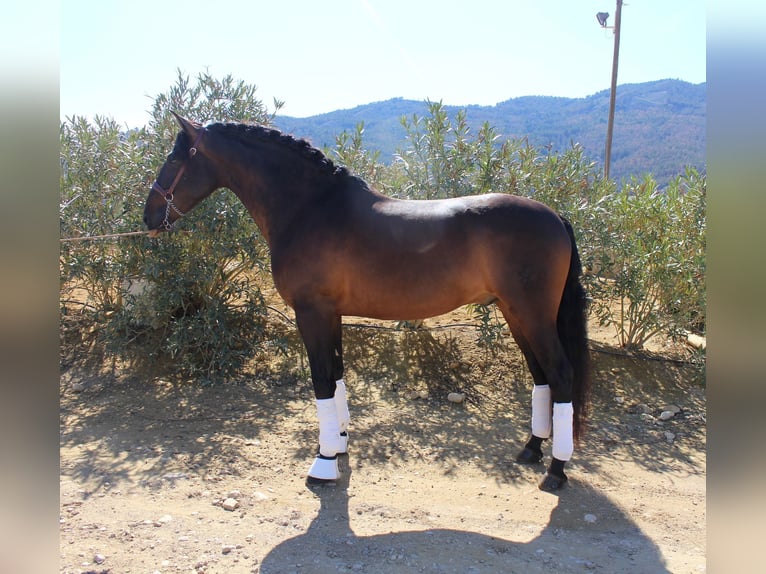 PRE Croisé Hongre 5 Ans 161 cm Bai brun in Niederkr&#xFC;chten