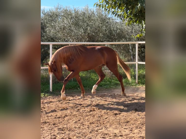 PRE Hongre 5 Ans 161 cm Bai in Cabanes