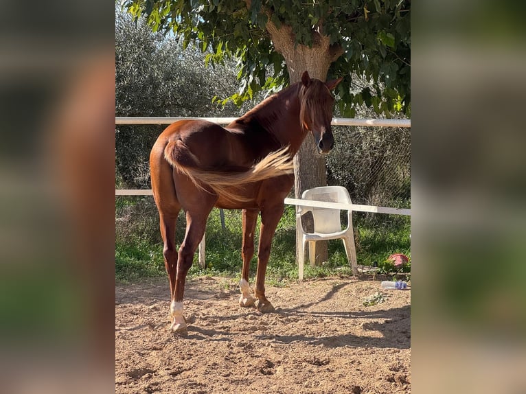 PRE Hongre 5 Ans 161 cm Bai in Cabanes