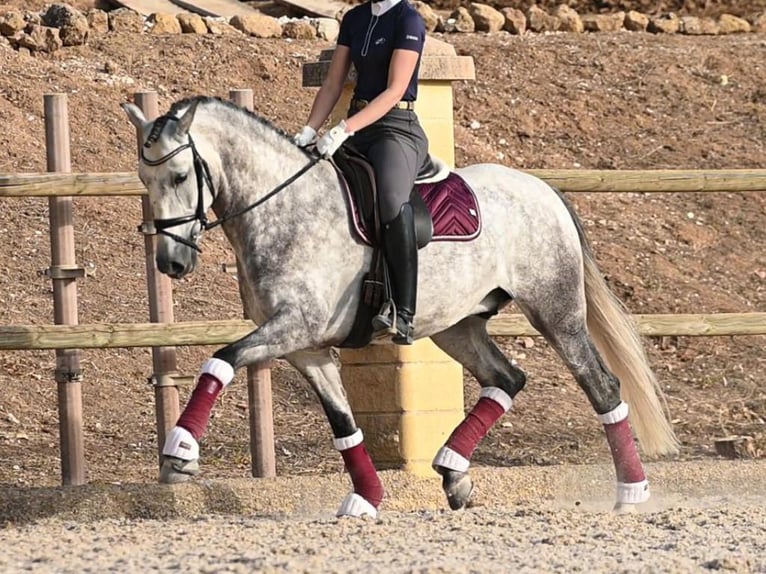 PRE Croisé Hongre 5 Ans 161 cm Gris in Navas Del Madroño