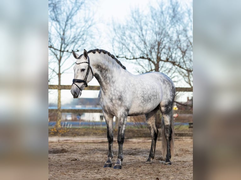 PRE Hongre 5 Ans 161 cm Gris in Poeldijk