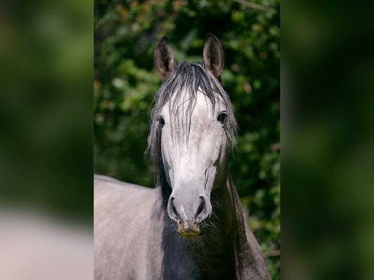 PRE Croisé Hongre 5 Ans 161 cm Gris in Traventhal