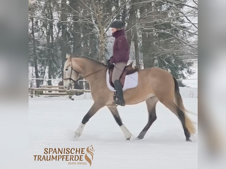 PRE Hongre 5 Ans 161 cm Gris in Traventhal