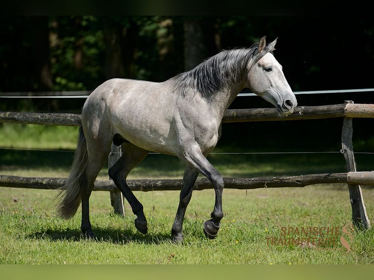 PRE Croisé Hongre 5 Ans 161 cm Gris in Traventhal