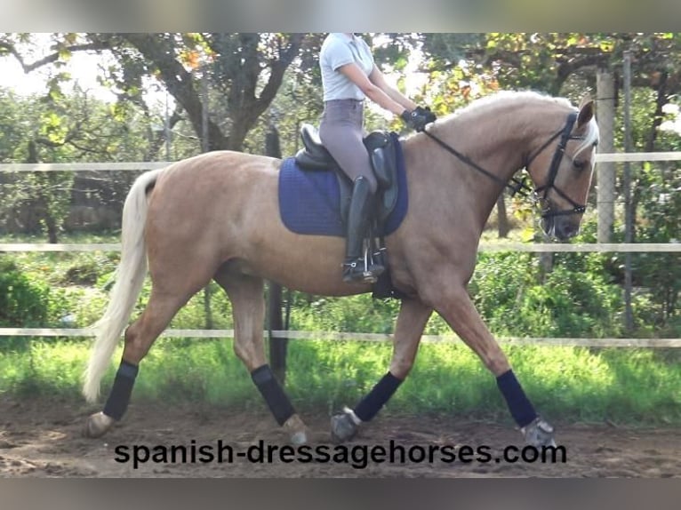 PRE Croisé Hongre 5 Ans 161 cm Palomino in Barcelona