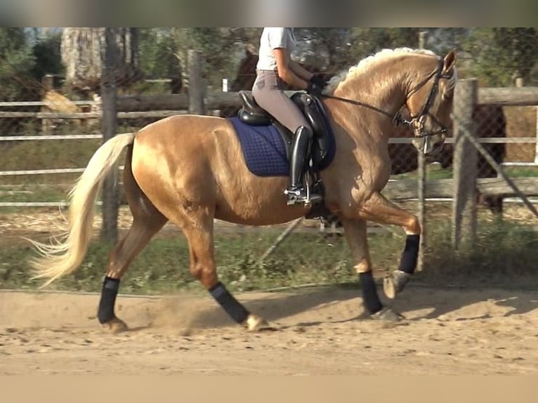 PRE Croisé Hongre 5 Ans 161 cm Palomino in Barcelona