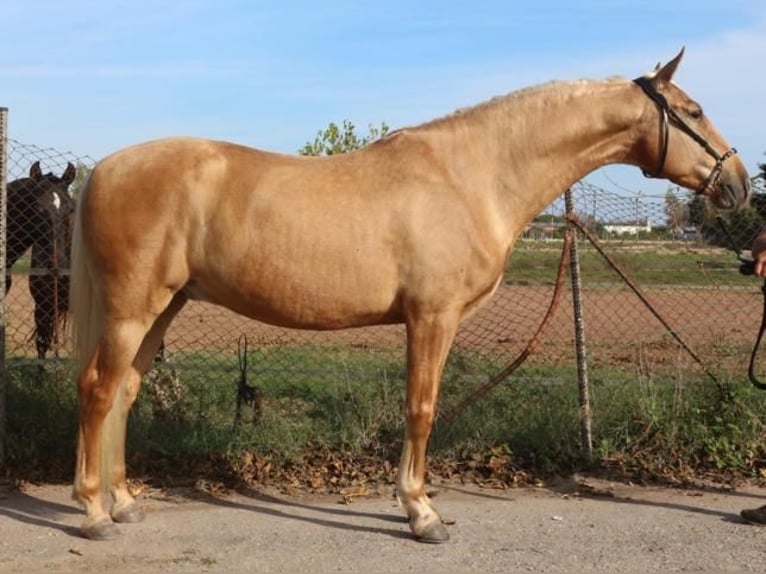 PRE Croisé Hongre 5 Ans 161 cm Palomino in Barcelona