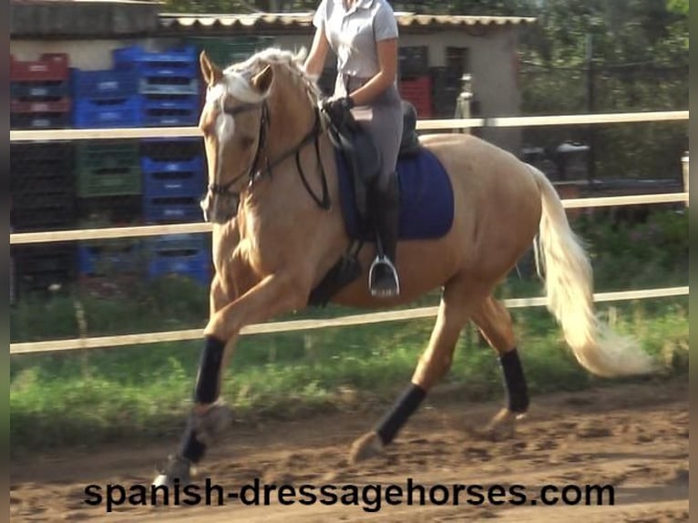 PRE Croisé Hongre 5 Ans 161 cm Palomino in Barcelona