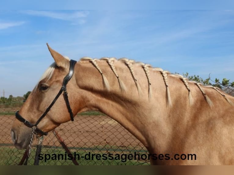 PRE Croisé Hongre 5 Ans 161 cm Palomino in Barcelona