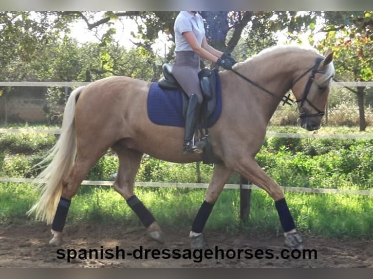 PRE Croisé Hongre 5 Ans 161 cm Palomino in Barcelona