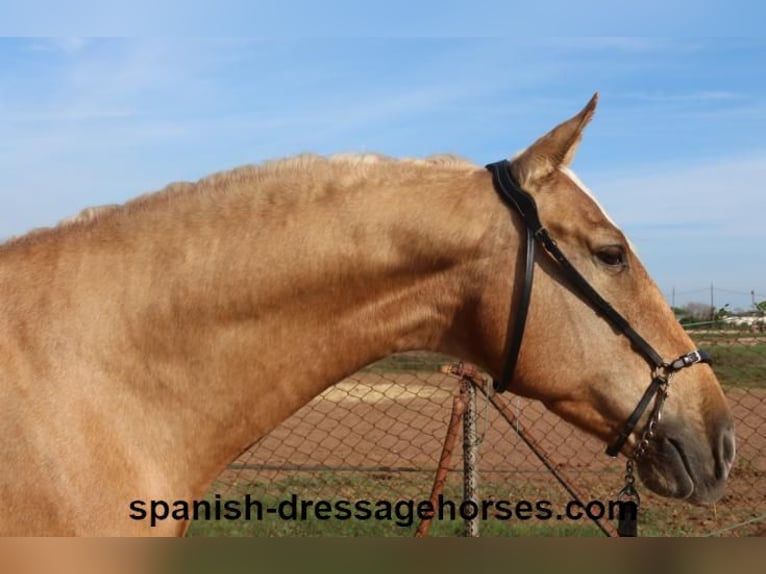 PRE Croisé Hongre 5 Ans 161 cm Palomino in Barcelona