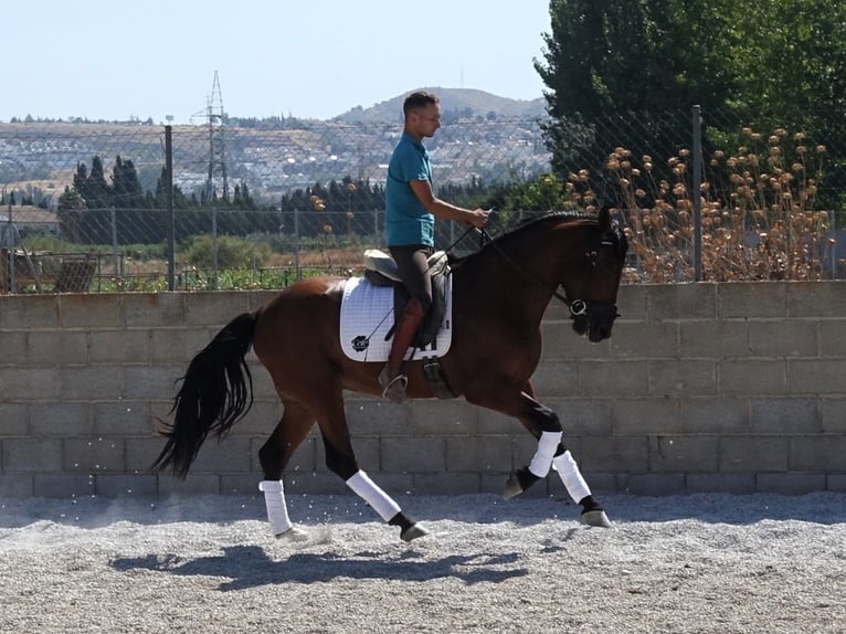 PRE Croisé Hongre 5 Ans 162 cm Bai cerise in Coín, Málaga