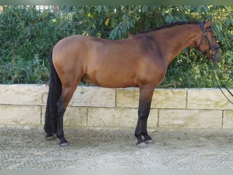 PRE Hongre 5 Ans 162 cm Bai in Krumbach
