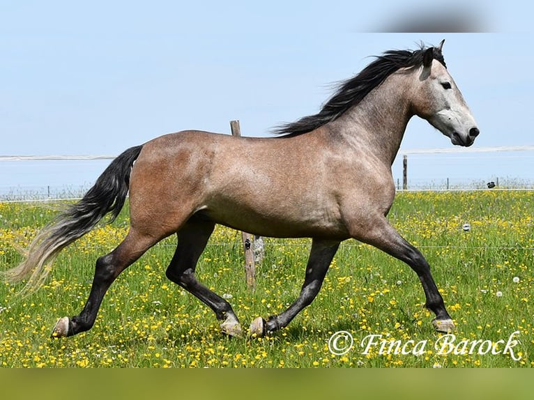 PRE Croisé Hongre 5 Ans 162 cm Gris in Wiebelsheim