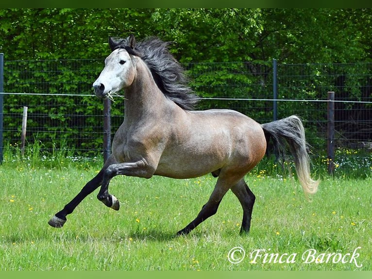 PRE Croisé Hongre 5 Ans 162 cm Gris in Wiebelsheim