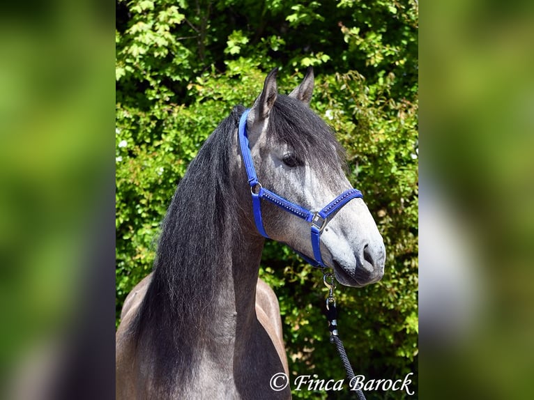 PRE Croisé Hongre 5 Ans 162 cm Gris in Wiebelsheim