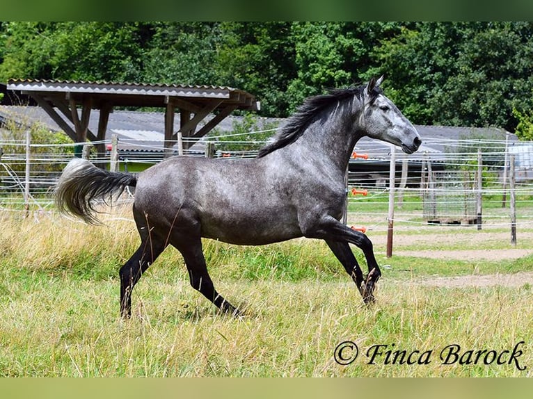 PRE Croisé Hongre 5 Ans 162 cm Gris in Wiebelsheim