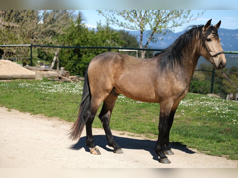 PRE Croisé Hongre 5 Ans 162 cm Isabelle in Hamburg