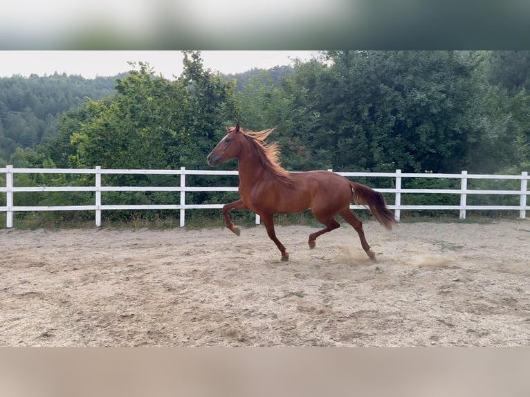 PRE Croisé Hongre 5 Ans 163 cm Alezan in Herzberg am Harz