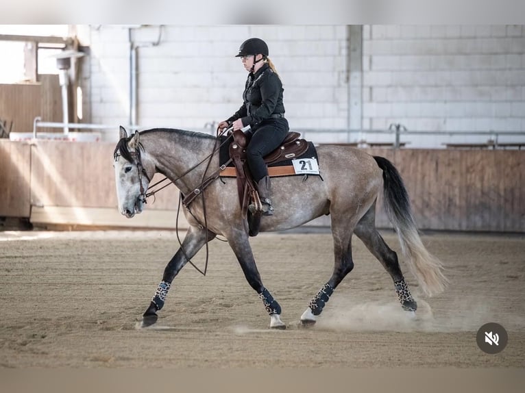 PRE Hongre 5 Ans 163 cm Aubère in Uetze