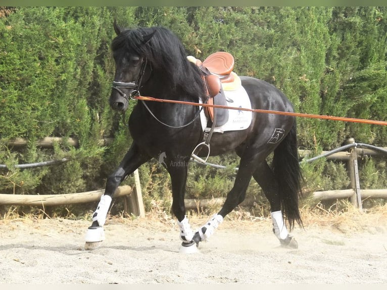 PRE Hongre 5 Ans 163 cm Bai brun in Provinz Malaga