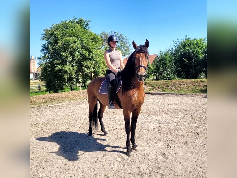 PRE Hongre 5 Ans 163 cm Bai brun in Karlshuld