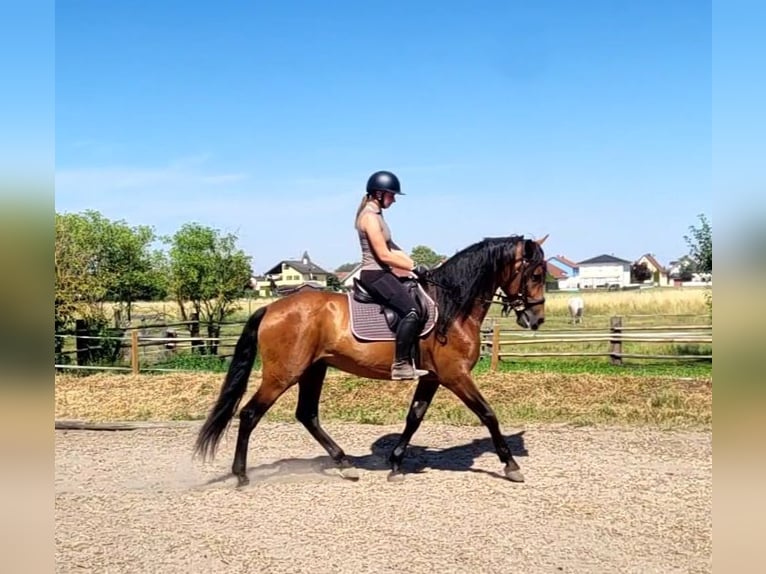 PRE Hongre 5 Ans 163 cm Bai brun in Karlshuld