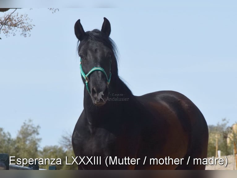 PRE Hongre 5 Ans 163 cm Bai brun in Provinz Granada