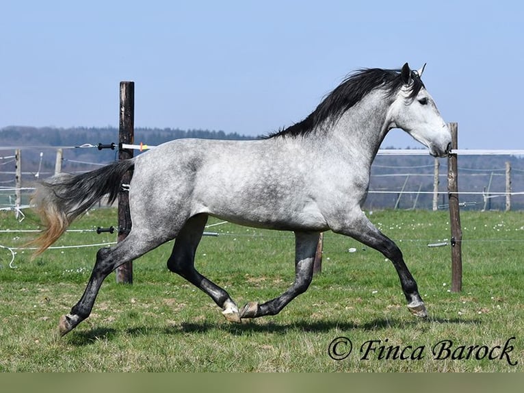 PRE Hongre 5 Ans 163 cm Gris in Wiebelsheim